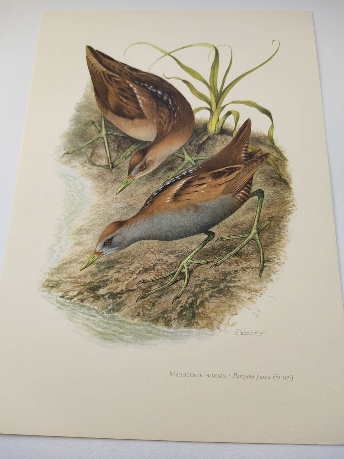 Planche oiseaux Années 1960 - Marouette Poussin - Illustration zoologique et ornithologique vintage