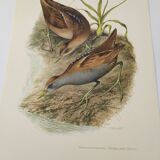 Planche oiseaux Années 1960 - Marouette Poussin - Illustration zoologique et ornithologique vintage