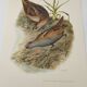 Bird board 1960s - Marouette Chick - Vintage zoological and ornithological illustration