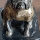 Delivered bulldogs from "Franjou"
