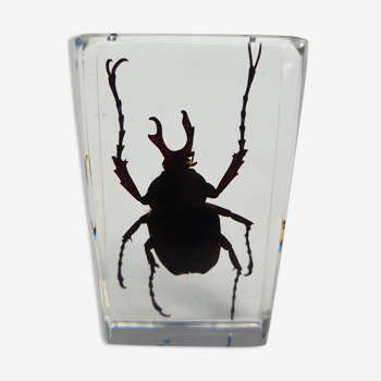 Beetle under resin