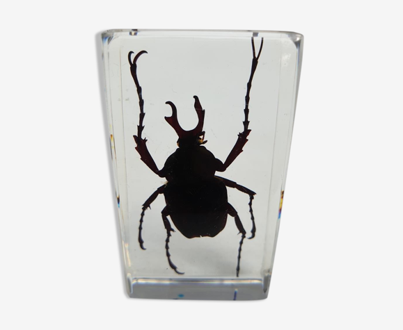 Beetle under resin