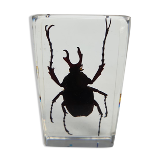 Beetle under resin