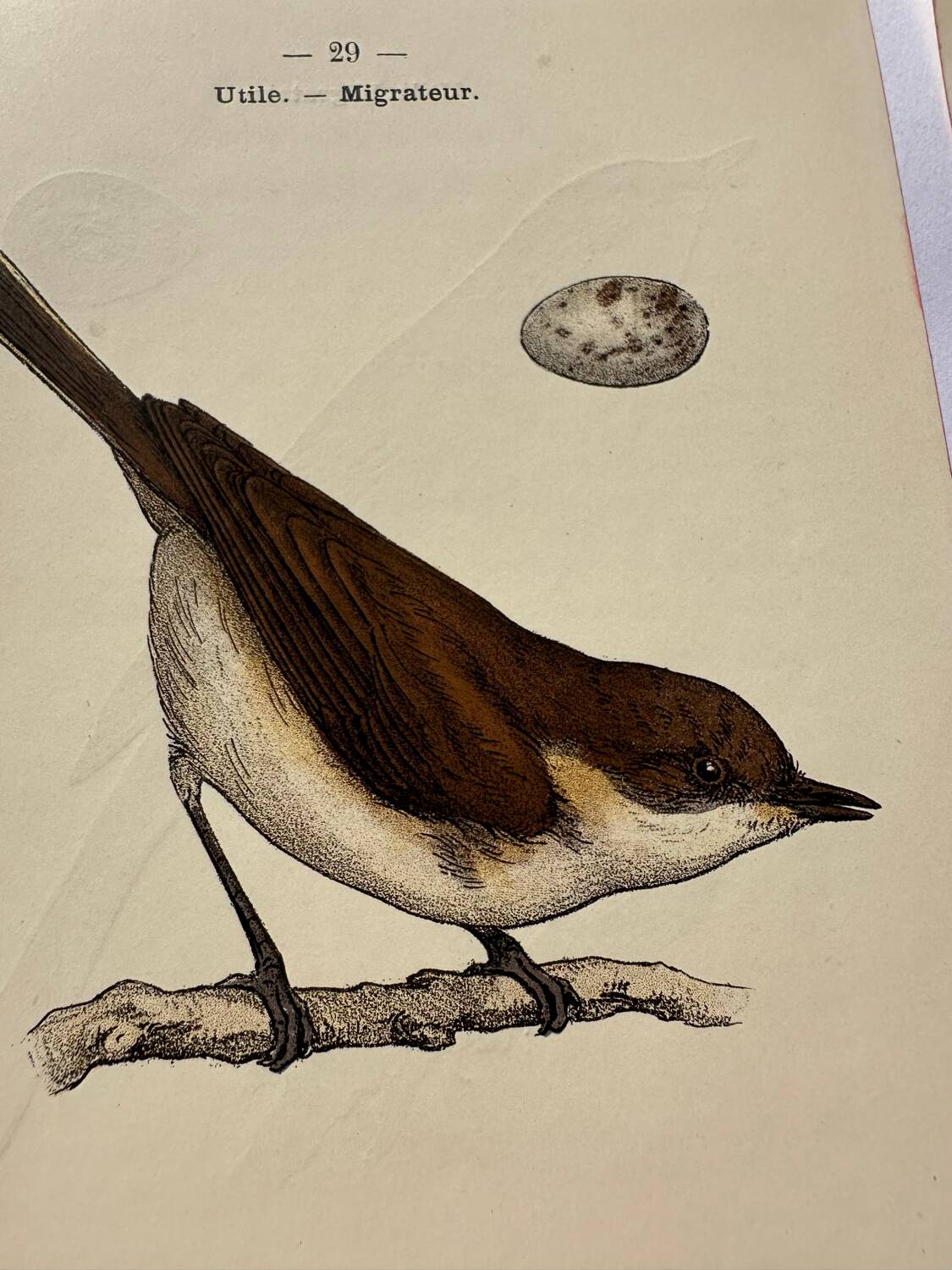 Lot 3 Botanical engravings birds double-sided naturalist board Etching