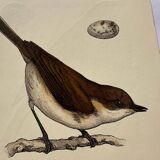 Lot 3 Botanical engravings birds double-sided naturalist board Etching