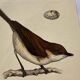 Lot 3 Botanical engravings birds double-sided naturalist board Etching