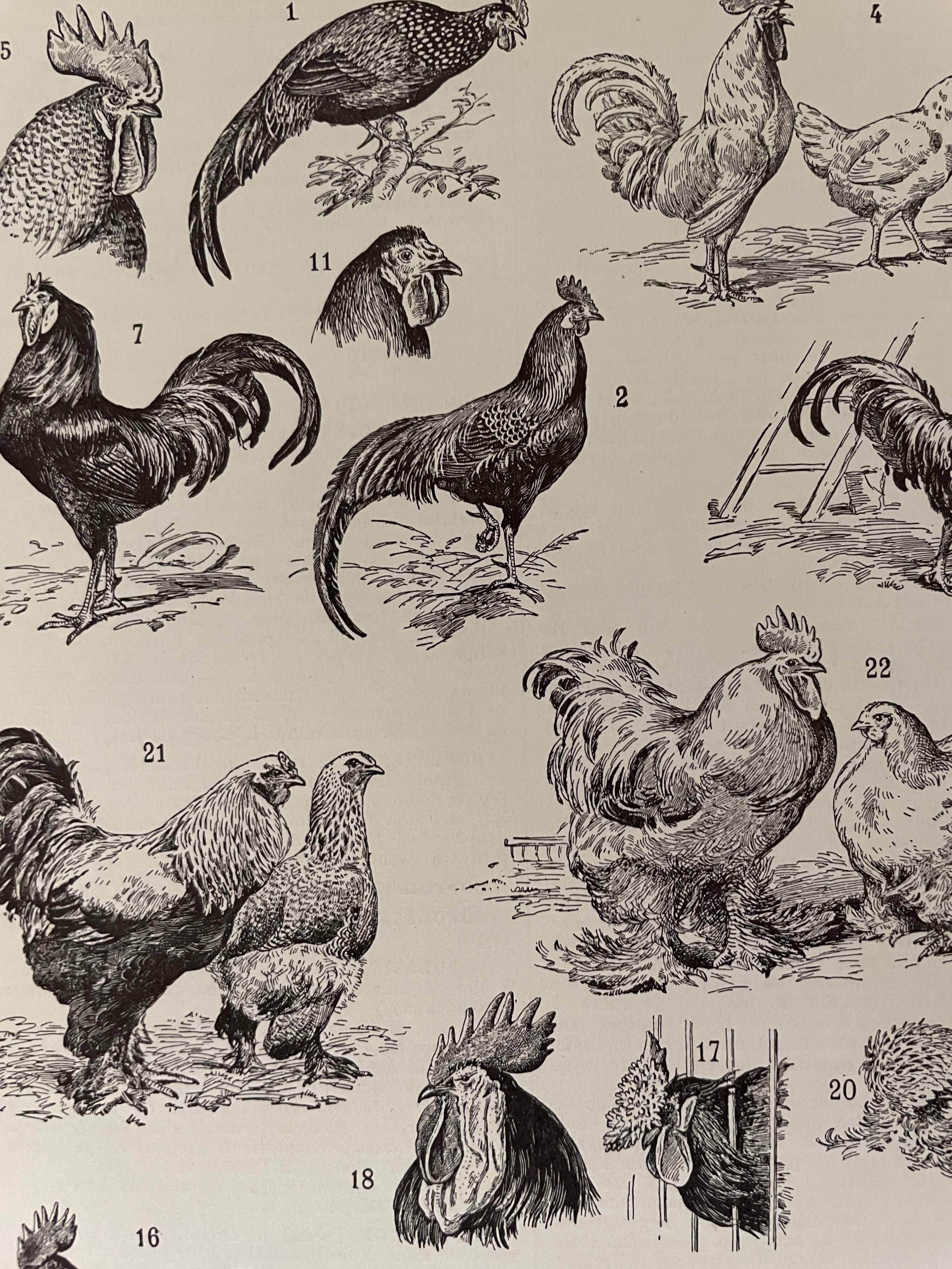 Lithograph on the rooster - 1930