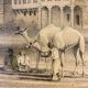 Orientalist engraving, view of the Shereef Bey Palace in Cairo, 20th century
