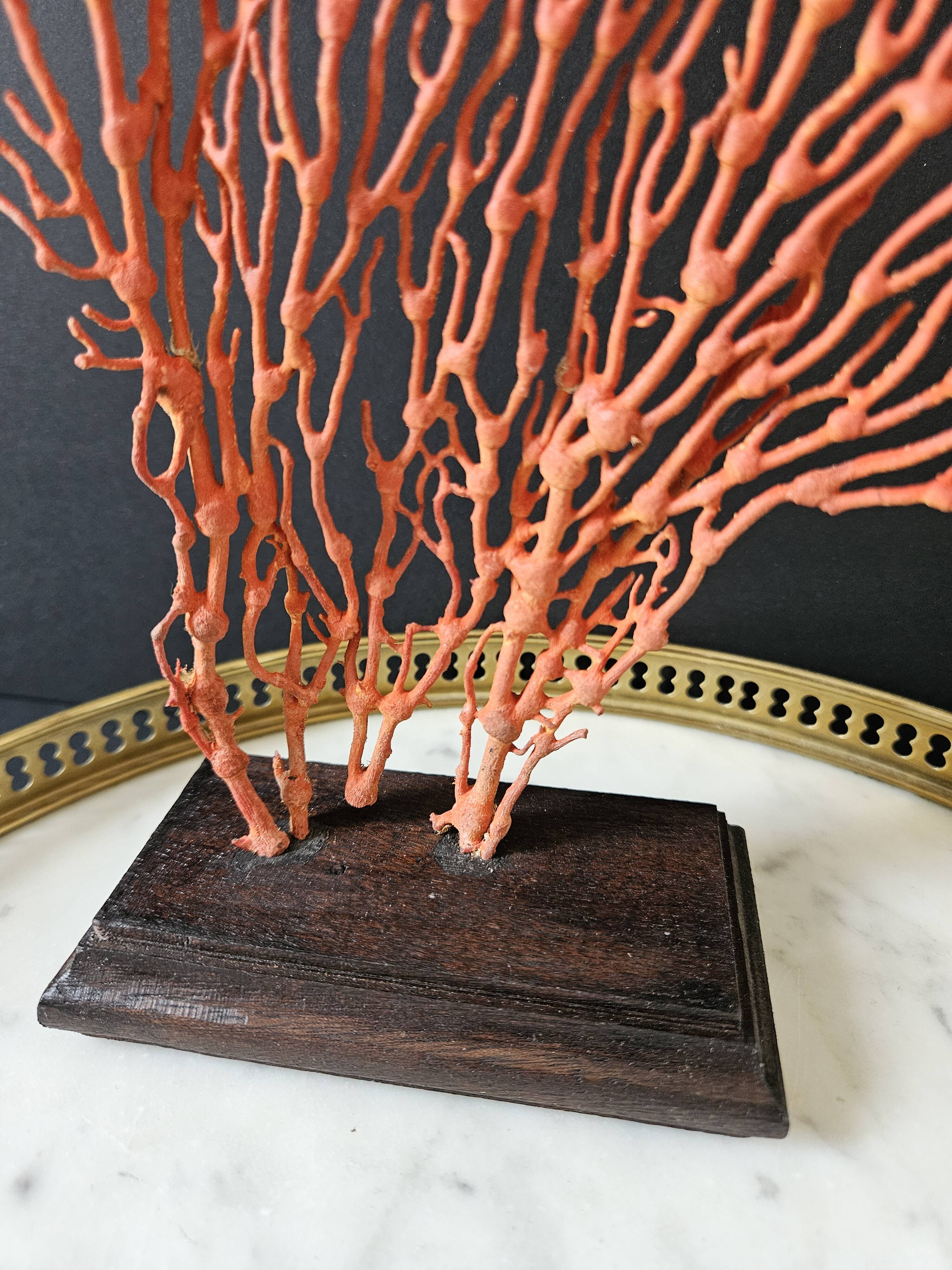 Red Gorgon Wooden Base. H: 34 cm