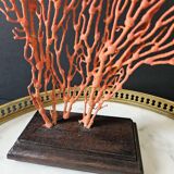 Red Gorgon Wooden Base. H: 34 cm