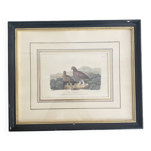 Ancienne gravure oiseaux - red