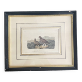 Ancienne gravure oiseaux encadrée « red grouse »