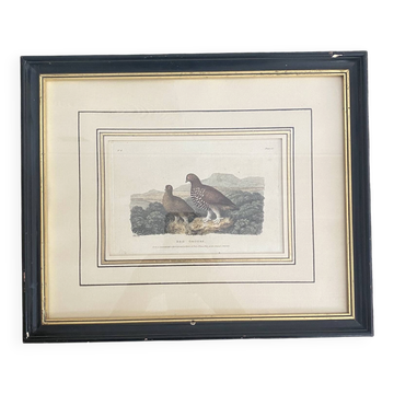 Ancienne gravure oiseaux encadrée « red grouse »