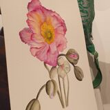Fine art print 21x30 "The anemone" limited edition
