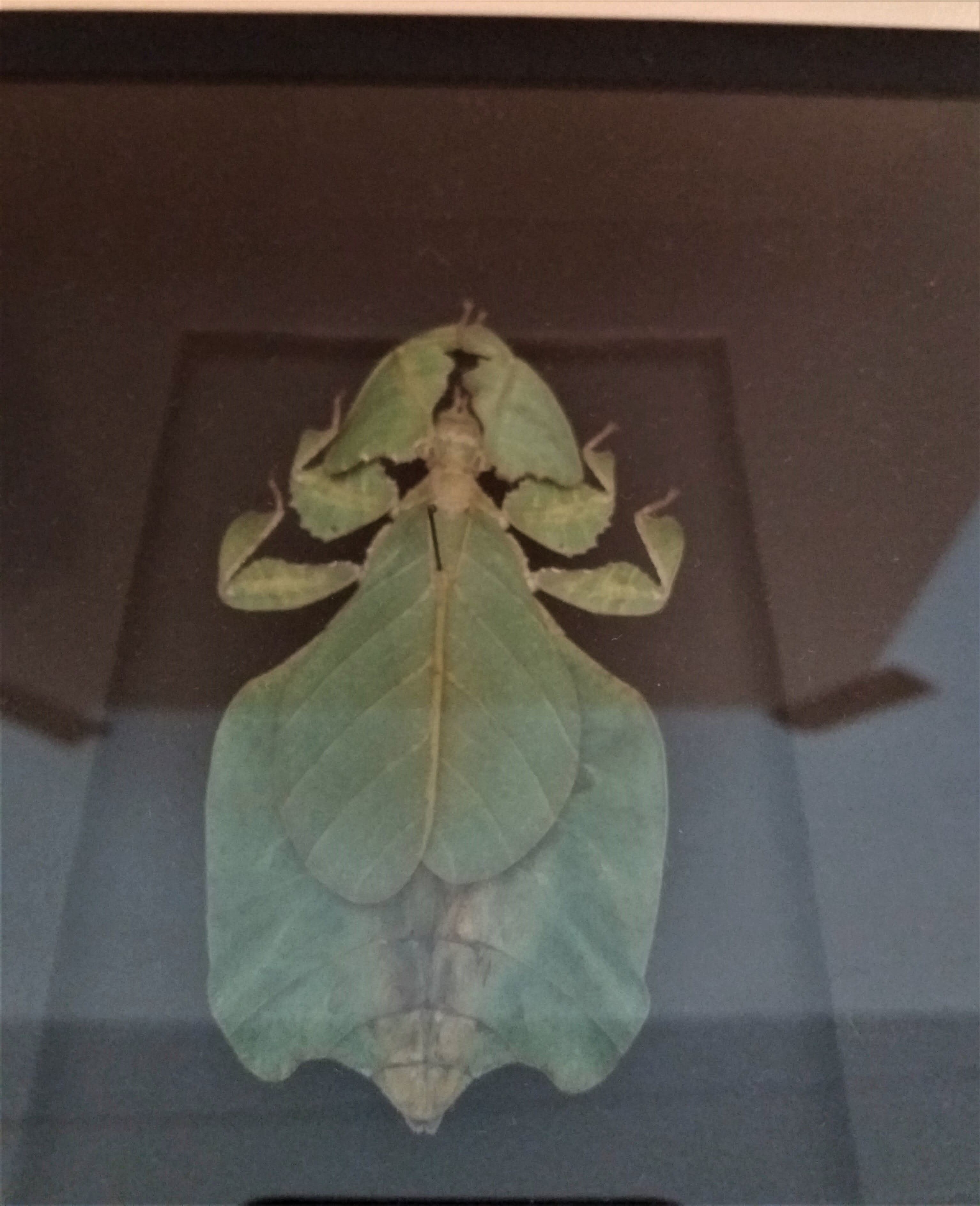Entomology frame with phasm sheet phyllium bioculatum pulchrifyllium