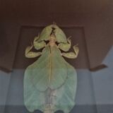 Entomologie cadre avec phasme feuille phyllium bioculatum pulchrifyllium