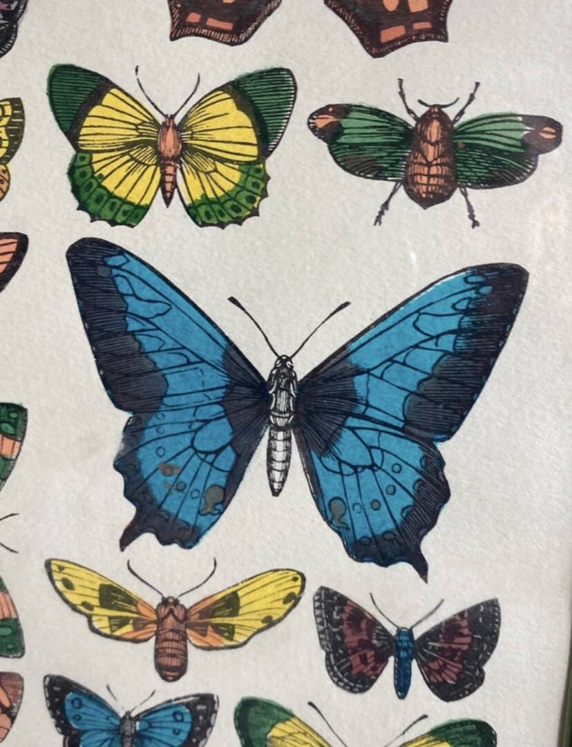 Affiche, planche papillons par l’imagerie d’Epinal