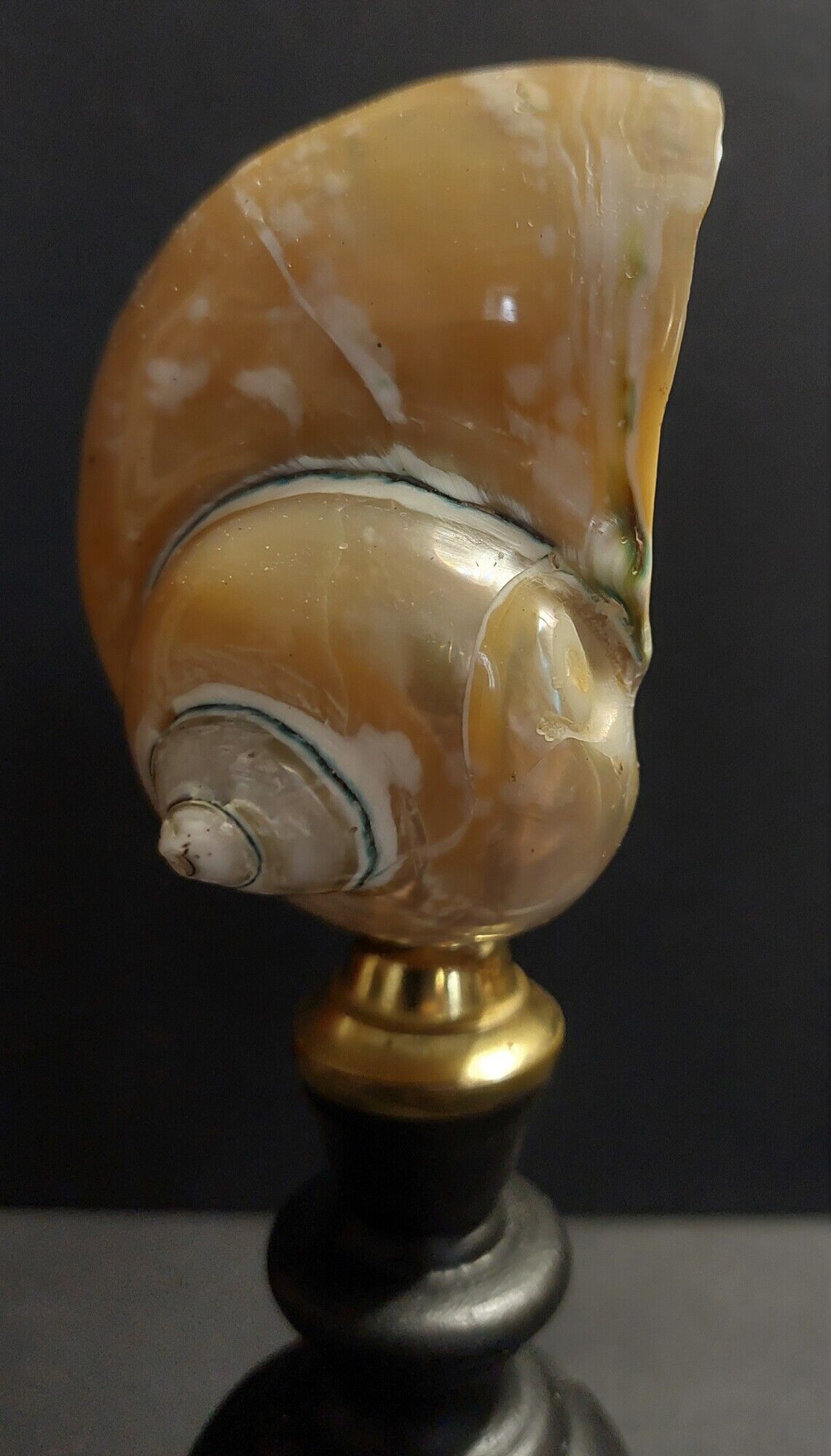 Cabinet de Curiosités coquillage turbo imperialis nacré sur socle