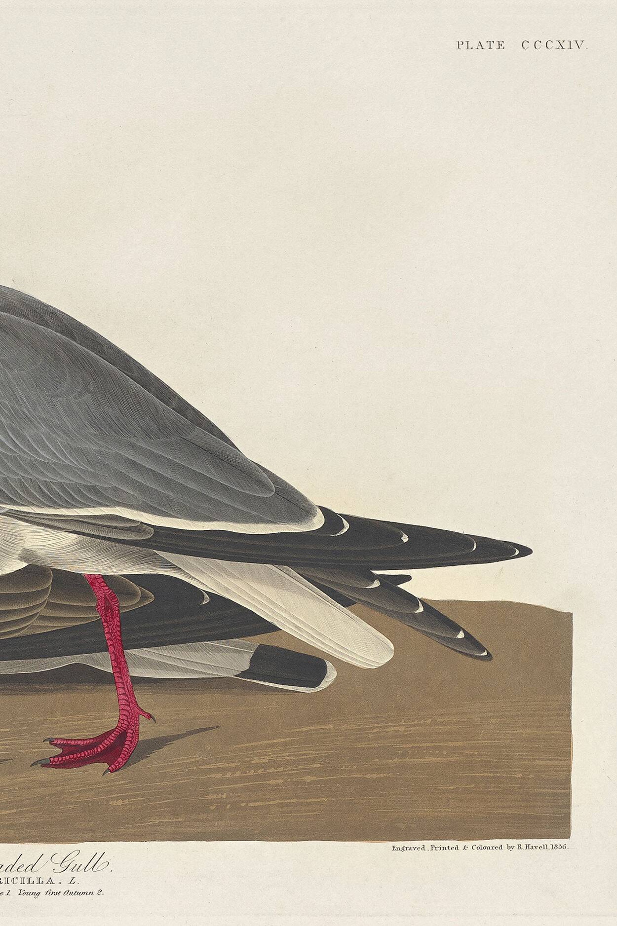 Poster about the laughing gull, based on an old engraving from 1827.