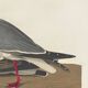 Poster about the laughing gull, based on an old engraving from 1827.