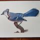Zoological poster depicting a blue jay