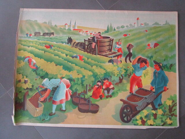 School pedagogical poster ancienne-les vendanges