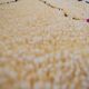Moroccan berber carpet 245x145cm