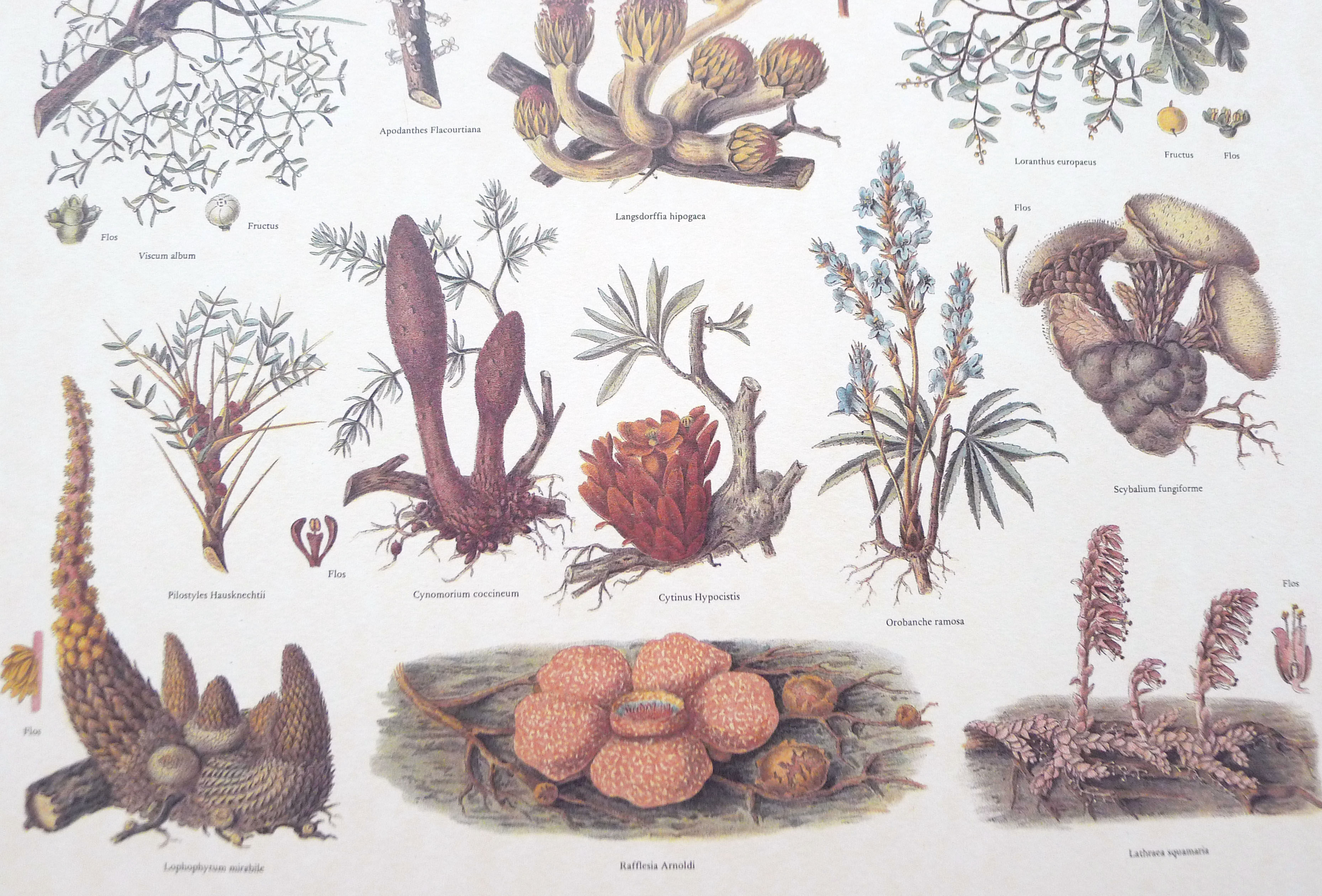 Mushrooms engraving board framed