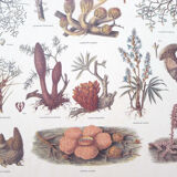 Mushrooms engraving board framed