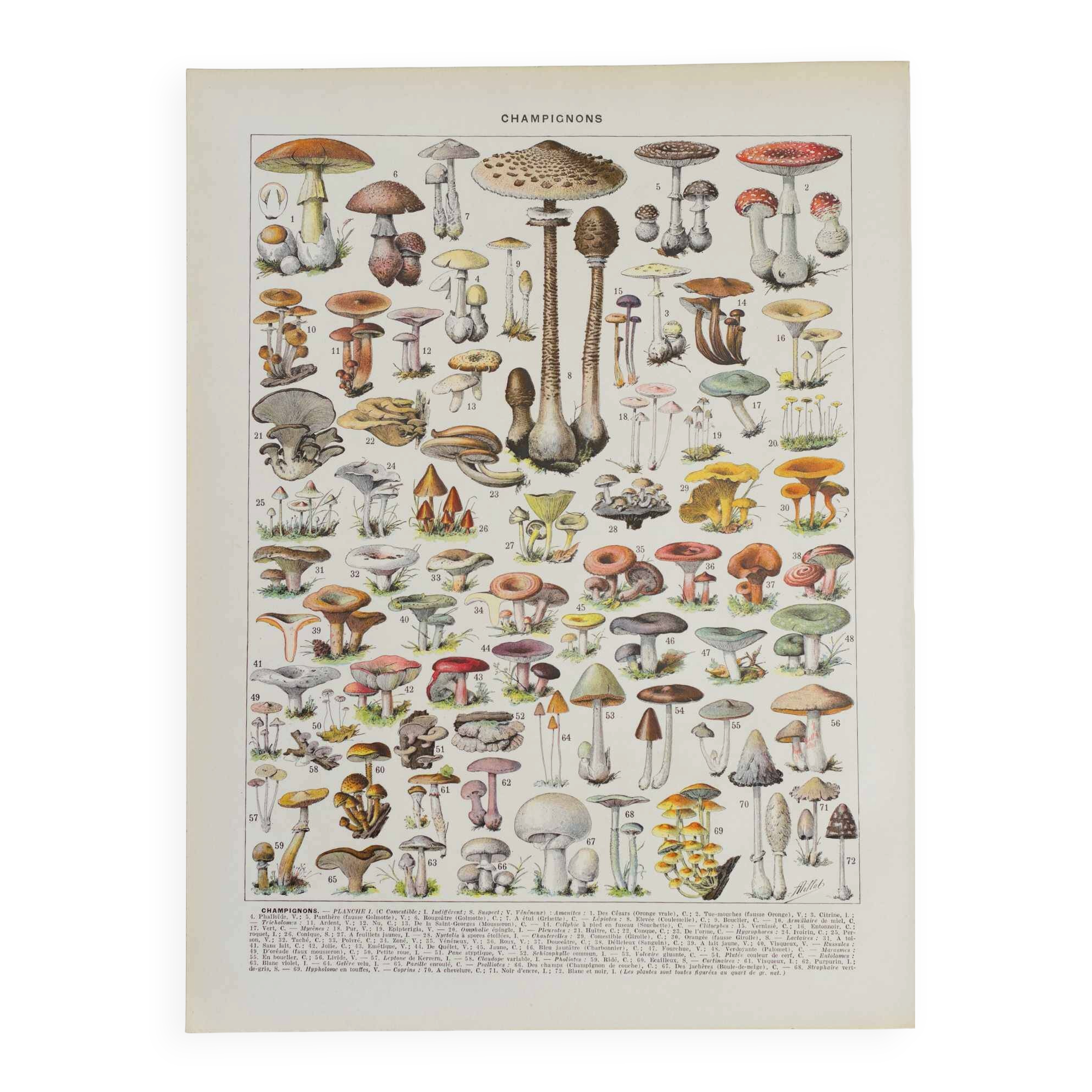 Planche botanique originale "Champignons I" de 1929