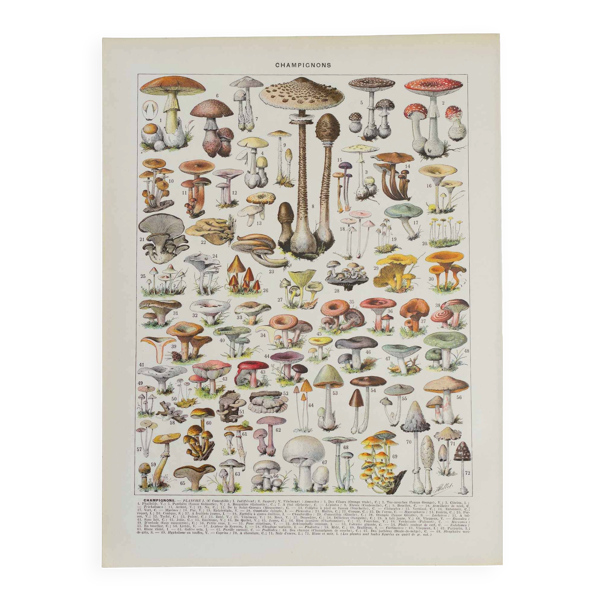 Planche botanique originale ''Champignons I'' de 1929