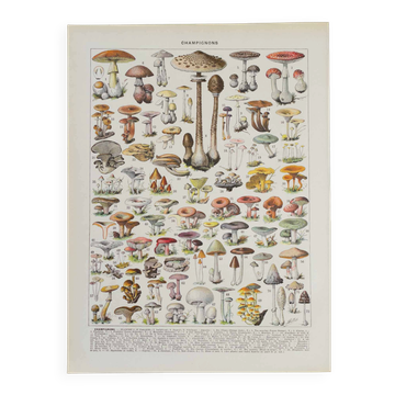 Planche botanique originale "Champignons I" de 1929