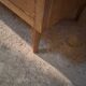 1950s chest of drawers