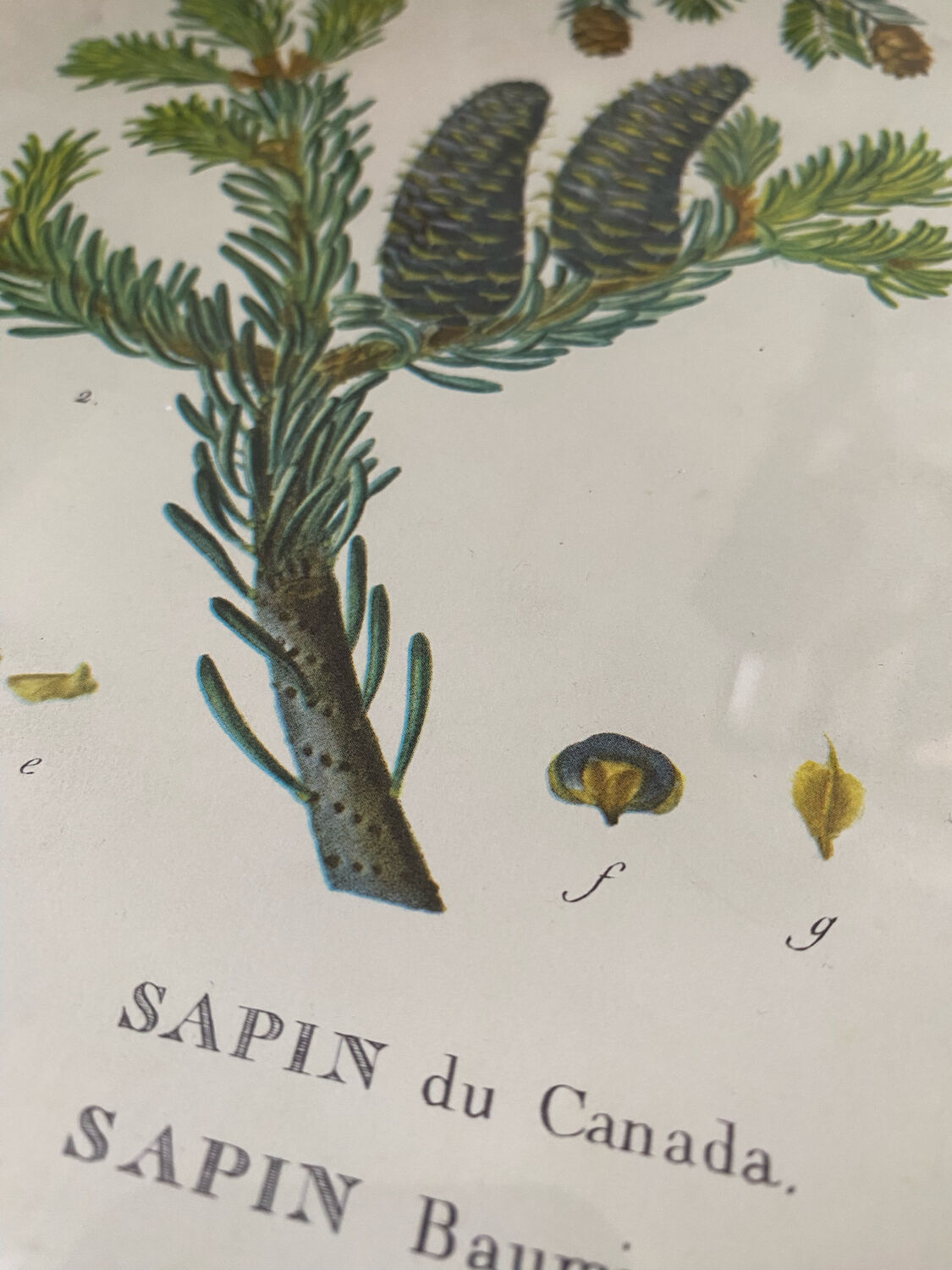 Fir botanical poster