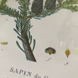 Fir botanical poster