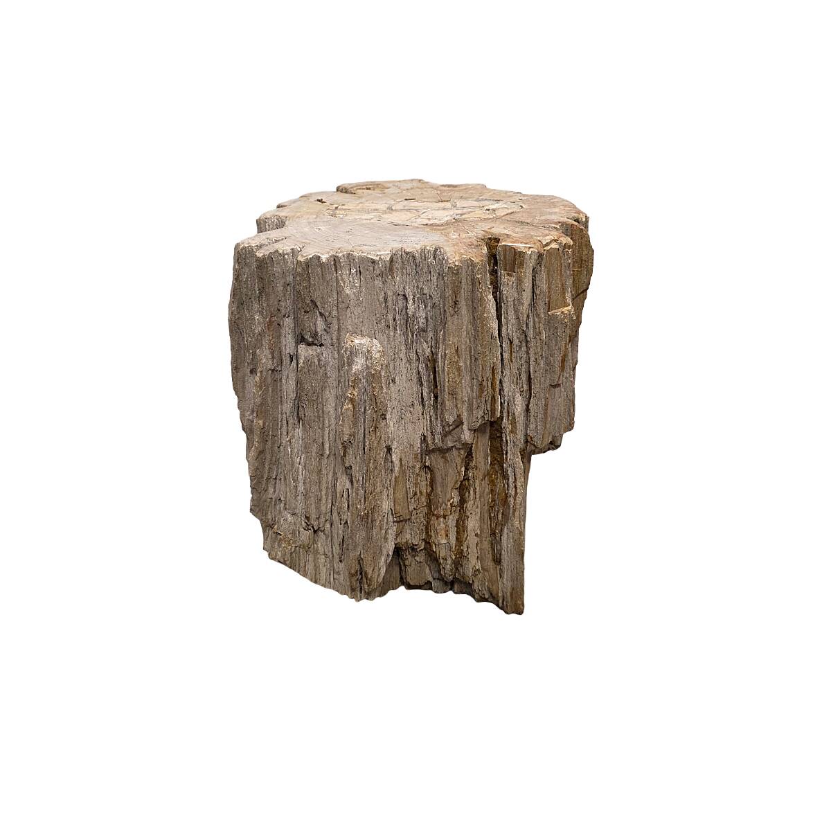 Petrified Wood As A Side Table, more than 50 million years old