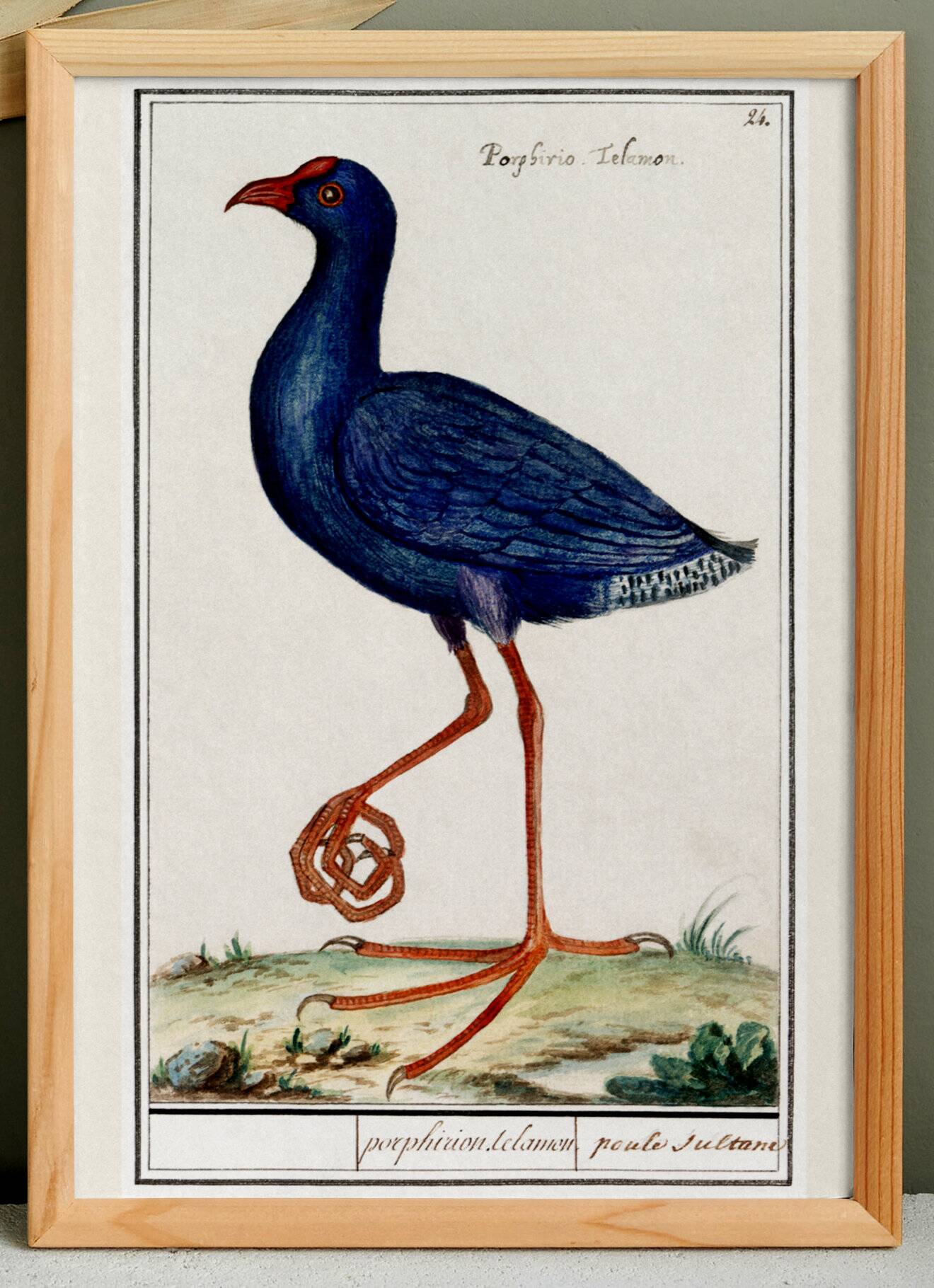 Affiche sur la poule sultane, d'après une gravure ancienne de 1610