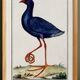 Affiche sur la poule sultane, d'après une gravure ancienne de 1610