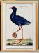 Small poster on the sultana hen, after an old engraving from 1610.