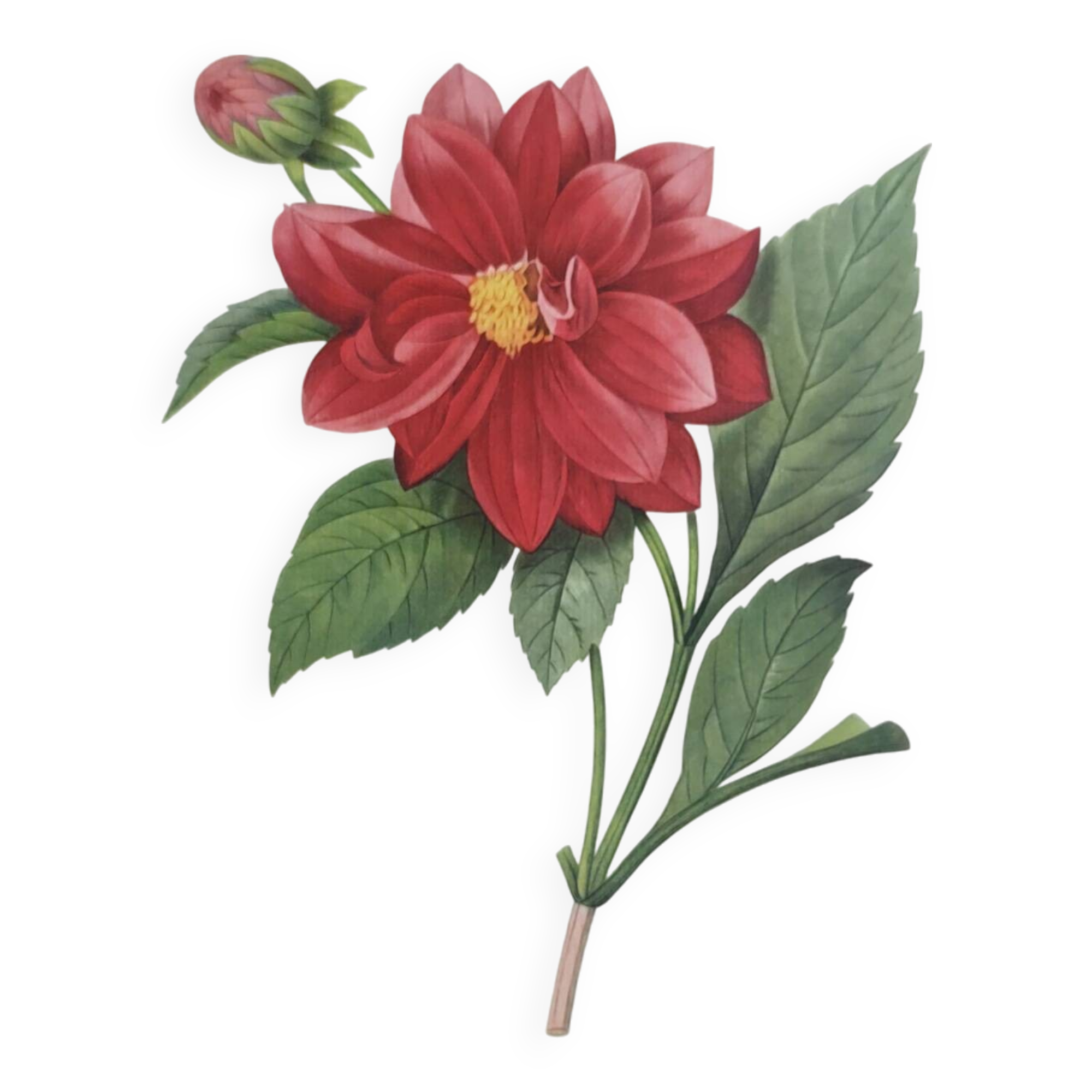 Vintage antique botanical -1955- Dalea double- engraving by PJ. Redouté