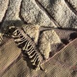 New white Moroccan Berber rug Beni Ouarain in wool.