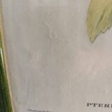 Botanical bird engraving