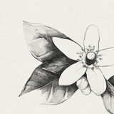 Tableau - " La fraise et la fleur d'oranger"
