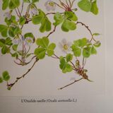 Botanical plate Oxalide sorrel