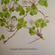 Botanical plate Oxalide sorrel