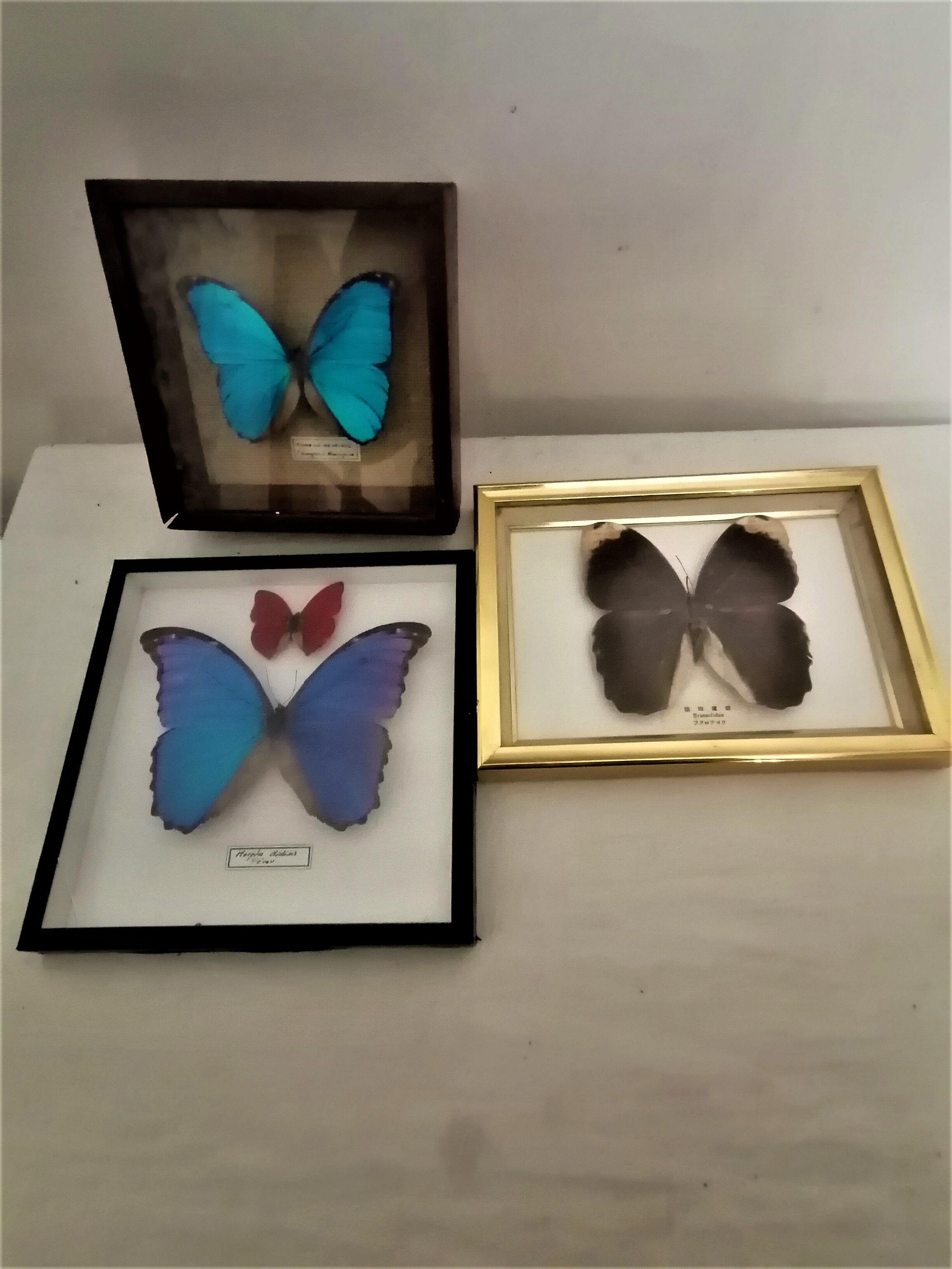 3 stuffed butterflies
