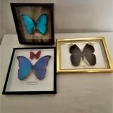 3 stuffed butterflies