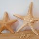 Authentic naturalized starfish