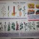 Poster school vintage MDI in the fields and garden 47 and 48