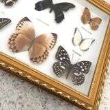 Frame mounted butterflies